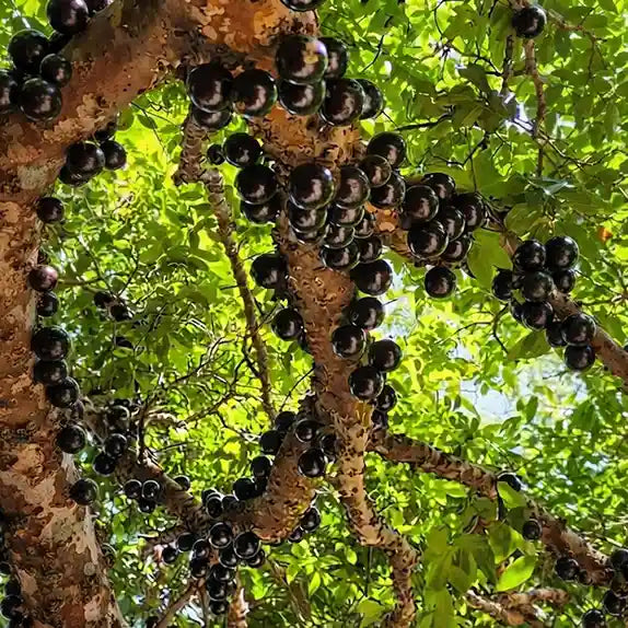 Jabuticaba (Grimal) layered live fruit plant in nursery pot with healthy green foliage | Exotic tropical fruit plant | Keraleaf
