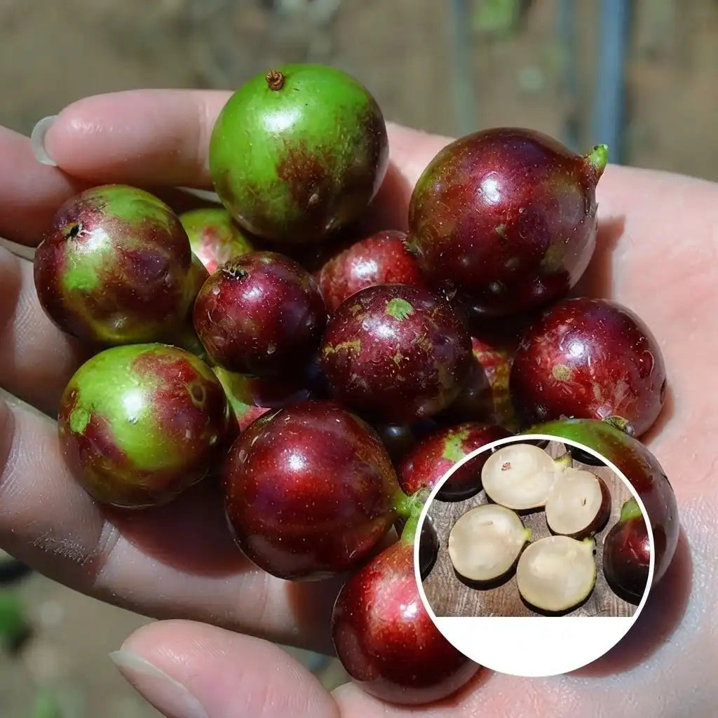 Jabuticaba (Escarlate) layered live fruit plant in nursery pot with healthy green foliage | Exotic tropical fruit plant | Keraleaf