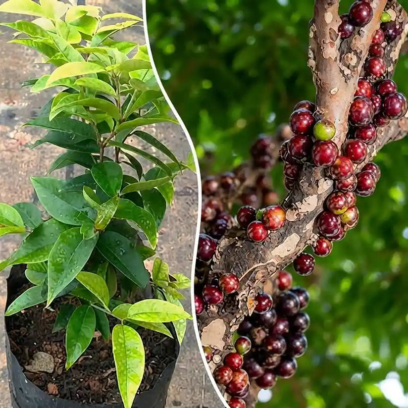 Jabuticaba (Escarlate) layered live fruit plant in nursery pot with healthy green foliage | Exotic tropical fruit plant | Keraleaf
