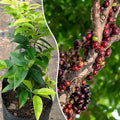 Jabuticaba (Escarlate) layered live fruit plant in nursery pot with healthy green foliage | Exotic tropical fruit plant | Keraleaf
