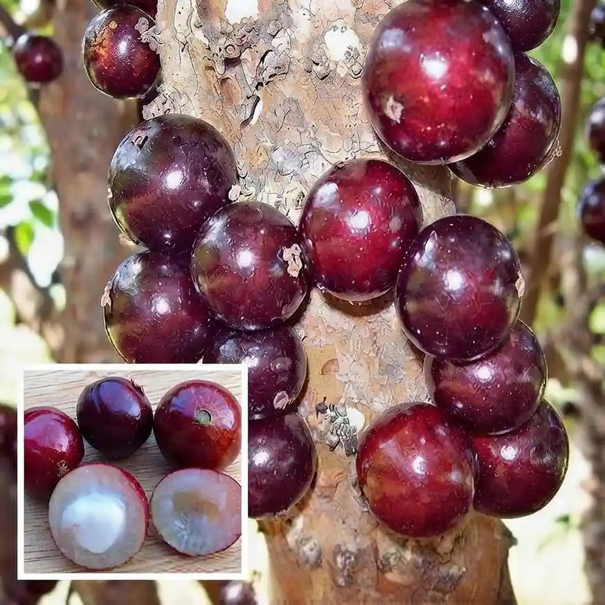 Jabuticaba (Escarlate) layered live fruit plant in nursery pot with healthy green foliage | Exotic tropical fruit plant | Keraleaf
