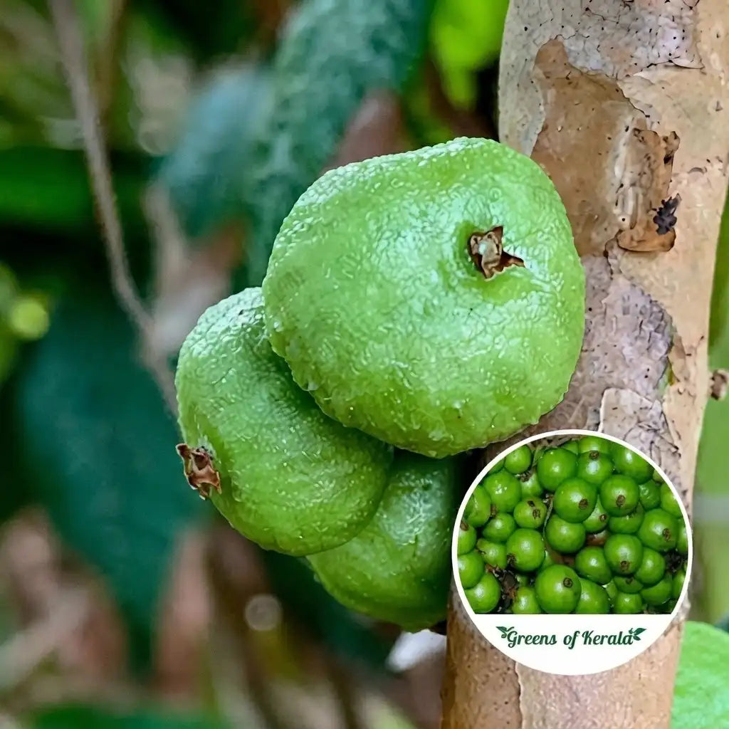 Jabuticaba (Crystal Green) layered live fruit plant in nursery pot with healthy green foliage | Exotic tropical fruit plant | Keraleaf