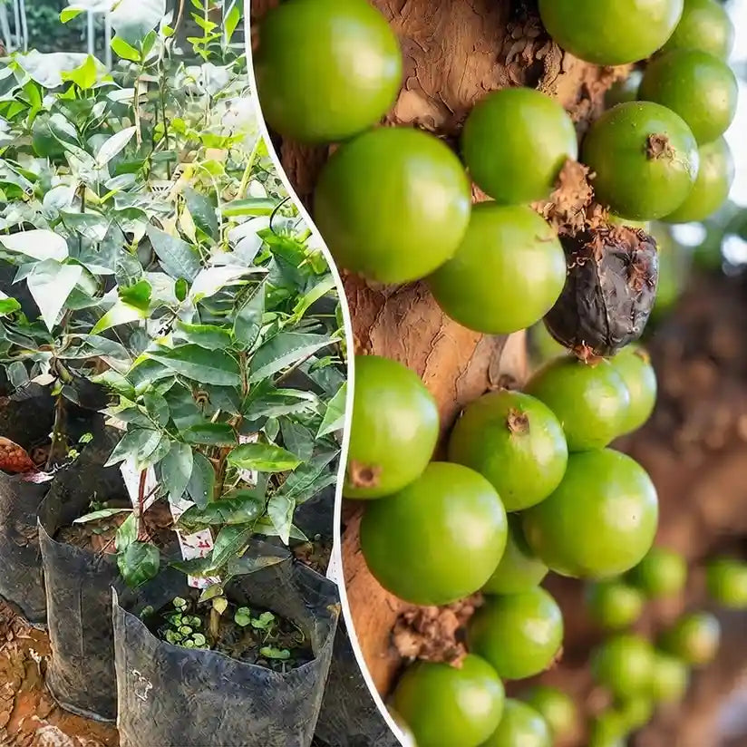Jabuticaba (Crystal Green) layered live fruit plant in nursery pot with healthy green foliage | Exotic tropical fruit plant | Keraleaf