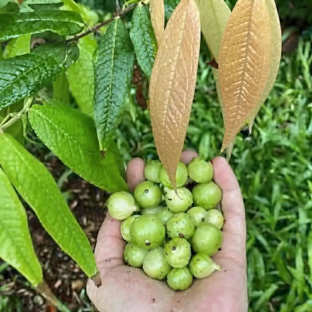 Jabuticaba (Crystal Green) layered live fruit plant in nursery pot with healthy green foliage | Exotic tropical fruit plant | Keraleaf
