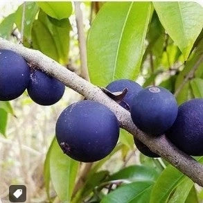 Jabuticaba (Blue) layered live fruit plant in nursery pot with healthy green foliage | Exotic tropical fruit plant | Keraleaf