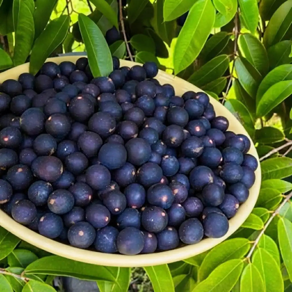 Jabuticaba (Blue) layered live fruit plant in nursery pot with healthy green foliage | Exotic tropical fruit plant | Keraleaf