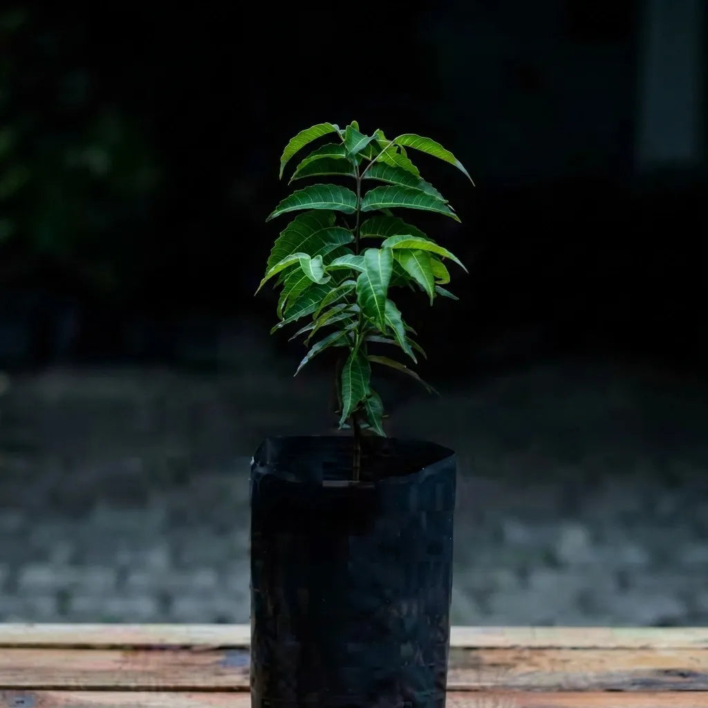 Jabuticaba (Blue) layered live fruit plant in nursery pot with healthy green foliage | Exotic tropical fruit plant | Keraleaf