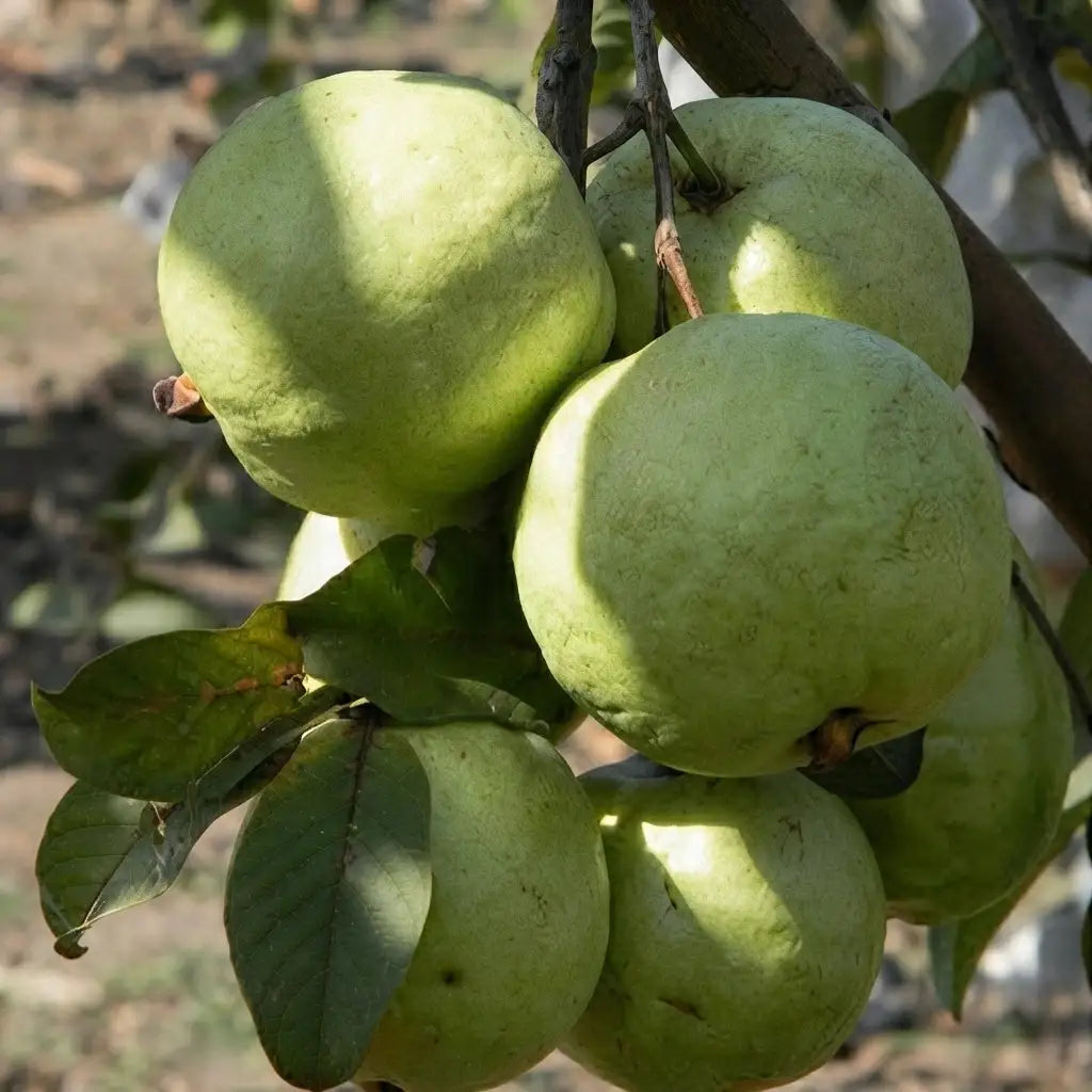 Guava / Perakka (VNR) layered live fruit plant in nursery pot with healthy green foliage | Exotic tropical fruit plant | Keraleaf