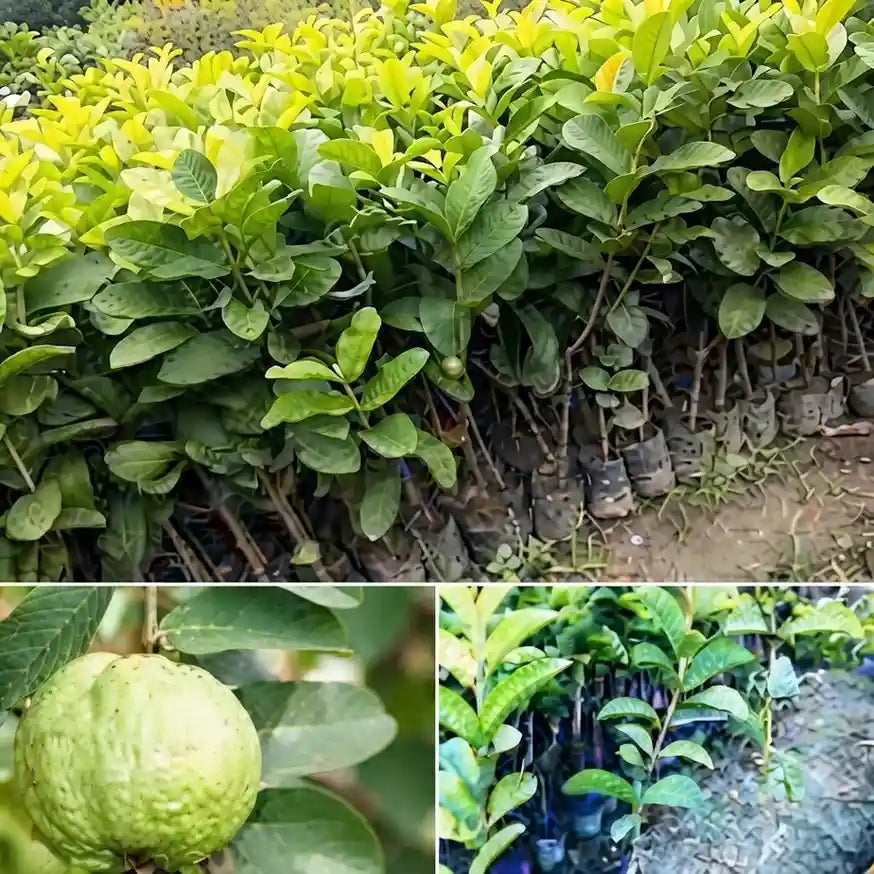 Guava / Perakka (VNR) layered live fruit plant in nursery pot with healthy green foliage | Exotic tropical fruit plant | Keraleaf