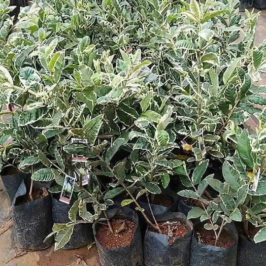 Guava / Perakka (VNR) layered live fruit plant in nursery pot with healthy green foliage | Exotic tropical fruit plant | Keraleaf