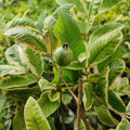 Guava / Perakka (Variegated) layered live fruit plant in nursery pot with healthy green foliage | Exotic tropical fruit plant | Keraleaf