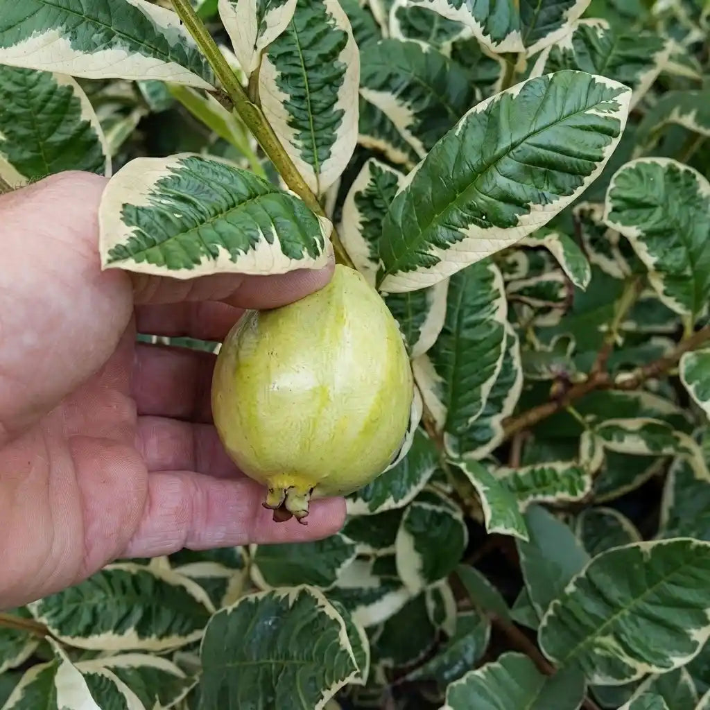 Guava / Perakka (Variegated) layered live fruit plant in nursery pot with healthy green foliage | Exotic tropical fruit plant | Keraleaf