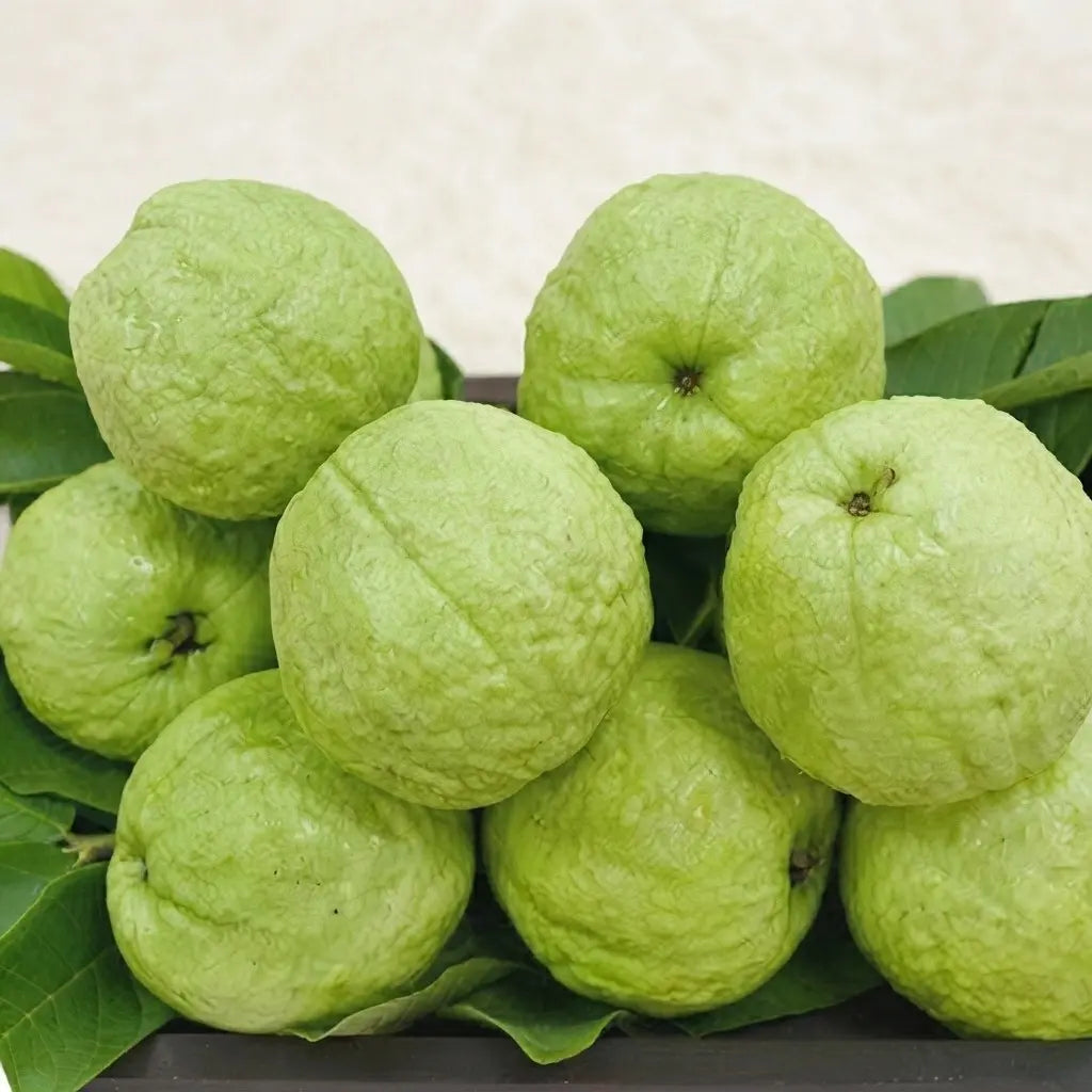 Guava / Perakka (Variegated) layered live fruit plant in nursery pot with healthy green foliage | Exotic tropical fruit plant | Keraleaf