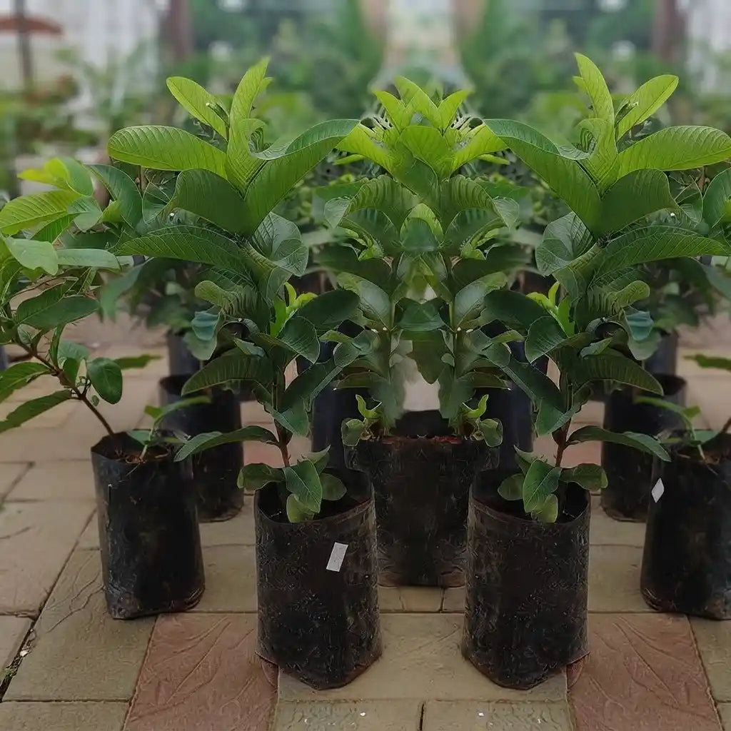 Guava / Perakka (Taiwan Pink) layered live fruit plant in nursery pot with healthy green foliage | Exotic tropical fruit plant | Keraleaf
