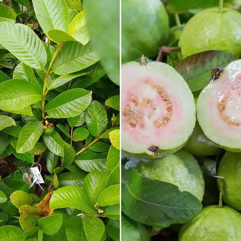 Guava / Perakka (Taiwan Pink) layered live fruit plant in nursery pot with healthy green foliage | Exotic tropical fruit plant | Keraleaf
