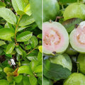 Guava / Perakka (Taiwan Pink) layered live fruit plant in nursery pot with healthy green foliage | Exotic tropical fruit plant | Keraleaf