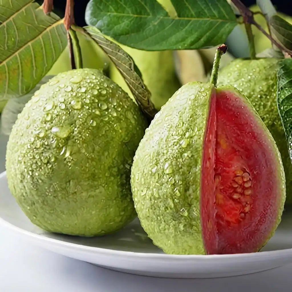 Guava / Perakka (Taiwan Pink) layered live fruit plant in nursery pot with healthy green foliage | Exotic tropical fruit plant | Keraleaf