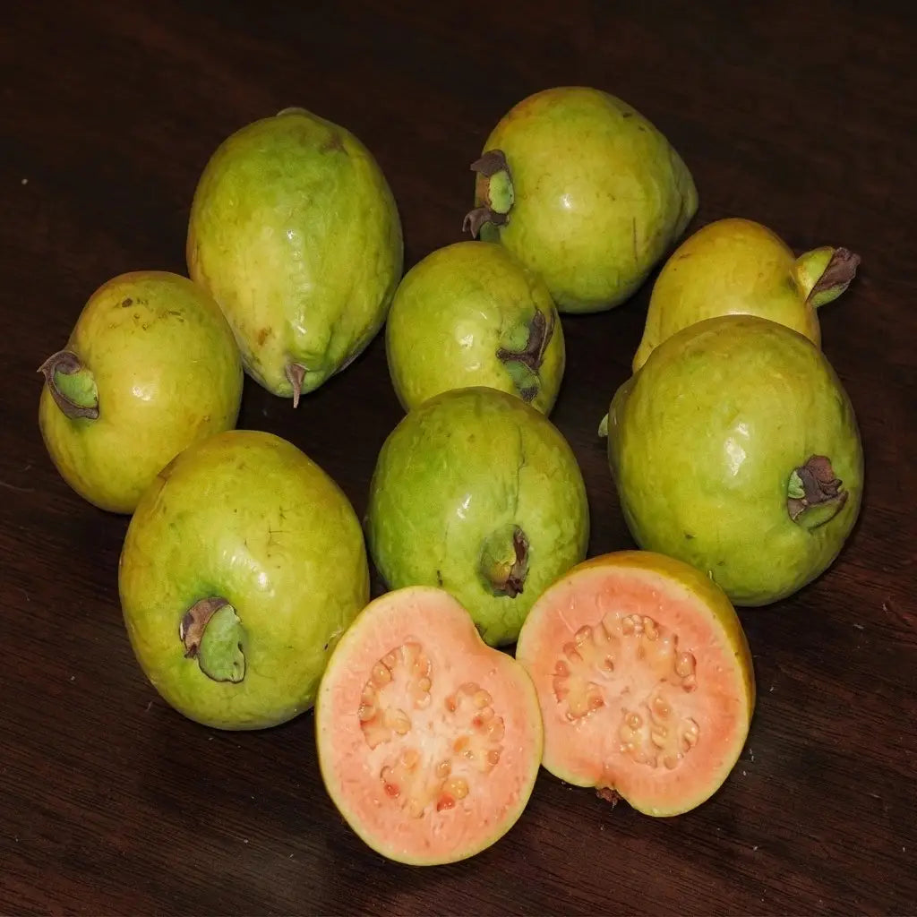 Guava / Perakka (Strawberry) layered live fruit plant in nursery pot with healthy green foliage | Exotic tropical fruit plant | Keraleaf