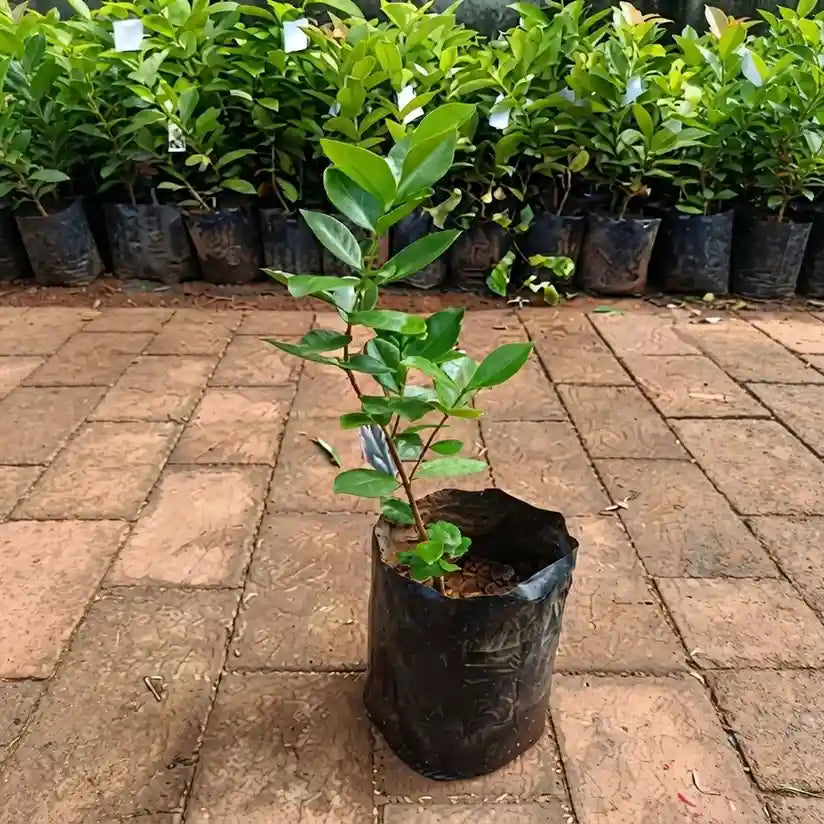 Guava / Perakka (Strawberry) layered live fruit plant in nursery pot with healthy green foliage | Exotic tropical fruit plant | Keraleaf