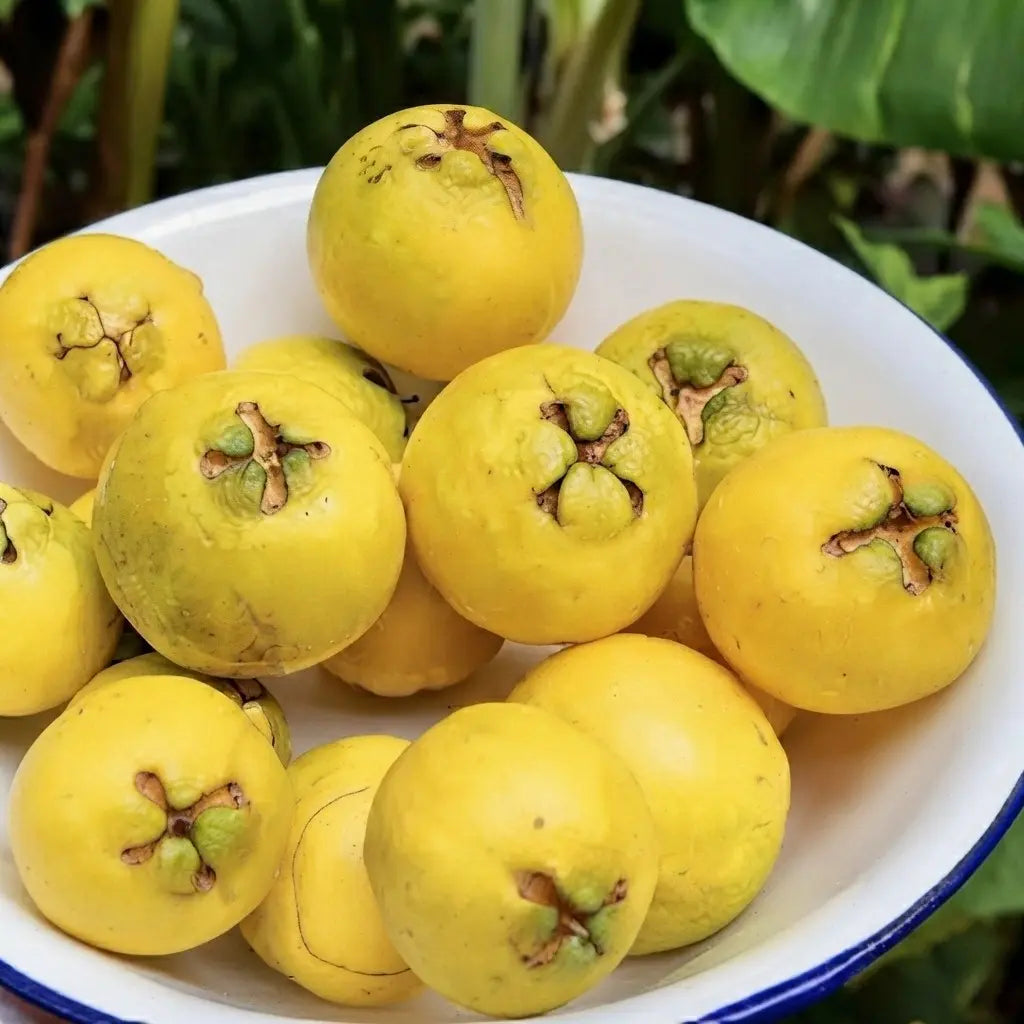 Guava / Perakka (Strawberry) layered live fruit plant in nursery pot with healthy green foliage | Exotic tropical fruit plant | Keraleaf