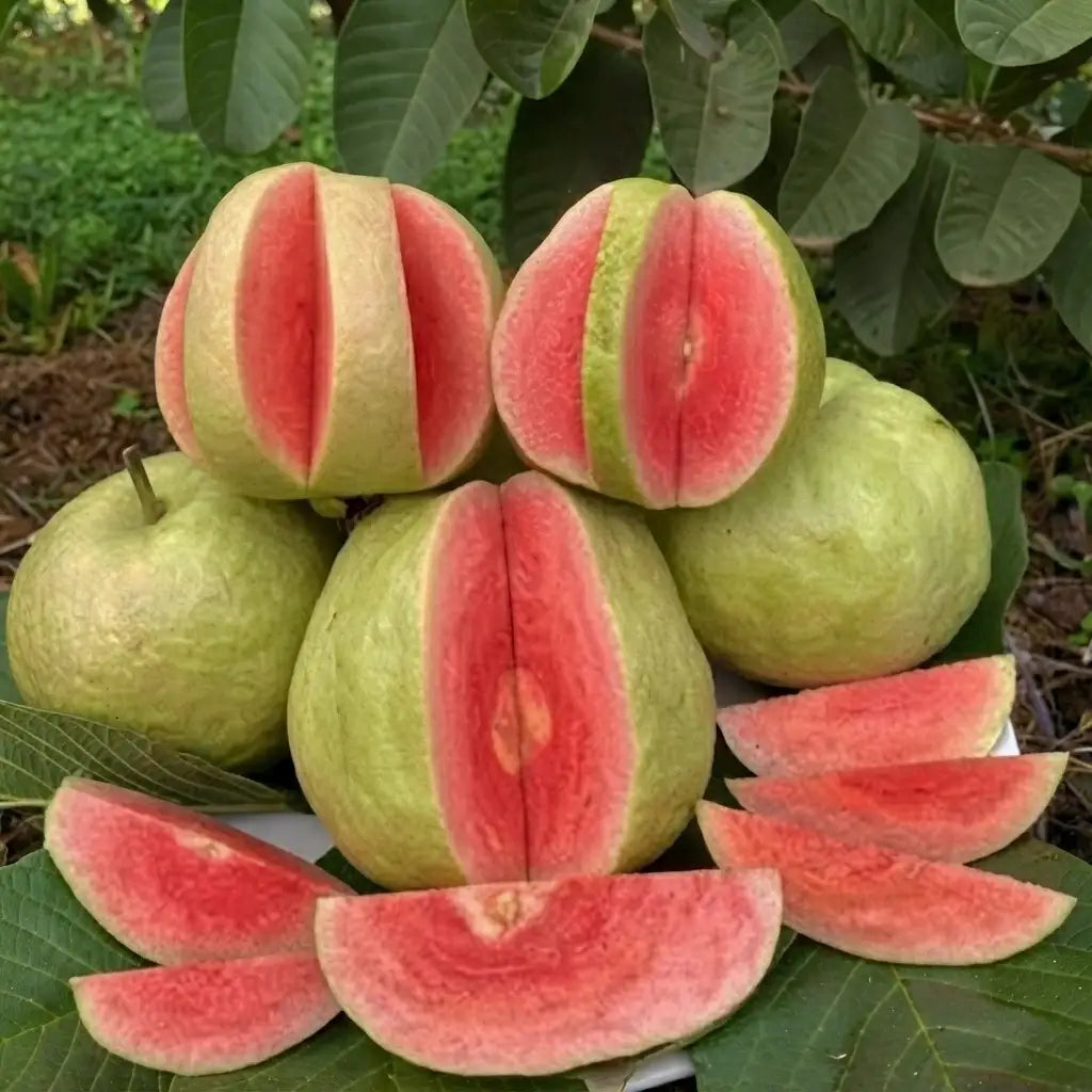 Guava / Perakka (Red Seedless) layered live fruit plant in nursery pot with healthy green foliage | Exotic tropical fruit plant | Keraleaf