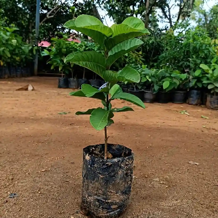 Guava / Perakka (Red Seedless) layered live fruit plant in nursery pot with healthy green foliage | Exotic tropical fruit plant | Keraleaf
