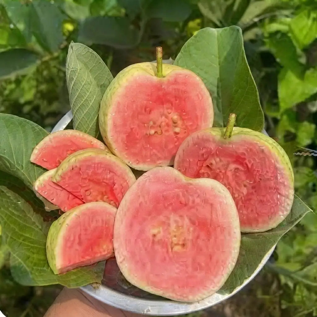 Guava / Perakka (Red Seedless) layered live fruit plant in nursery pot with healthy green foliage | Exotic tropical fruit plant | Keraleaf