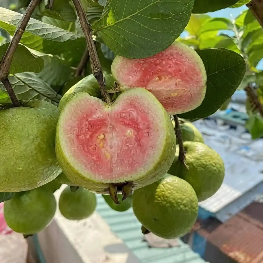 Guava / Perakka (Madhuri) layered live fruit plant in nursery pot with healthy green foliage | Exotic tropical fruit plant | Keraleaf