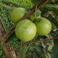 Guava / Perakka (Madhuri) layered live fruit plant in nursery pot with healthy green foliage | Exotic tropical fruit plant | Keraleaf