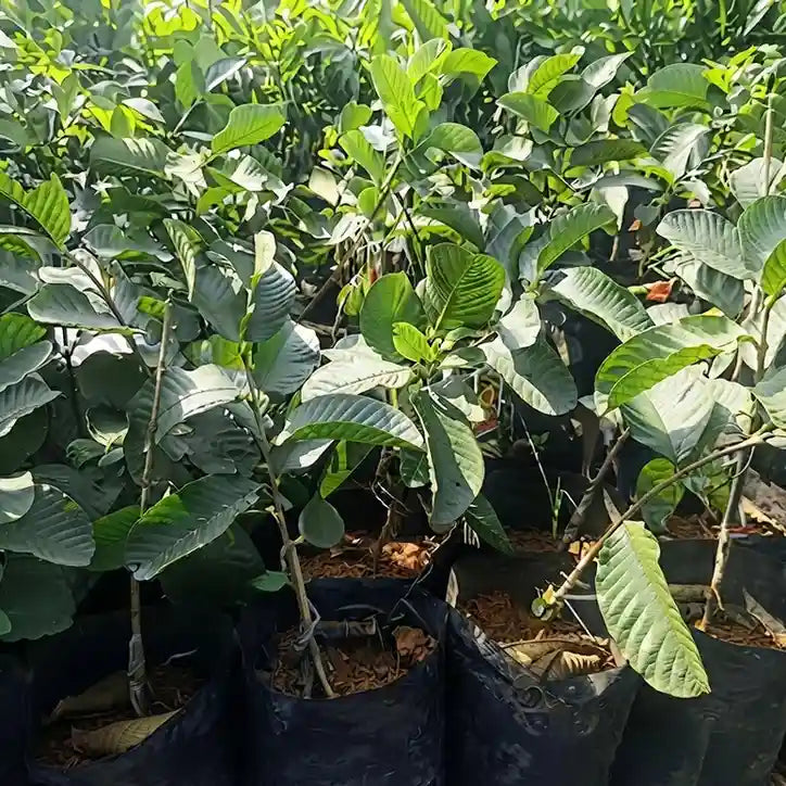 Guava / Perakka (Madhuri) layered live fruit plant in nursery pot with healthy green foliage | Exotic tropical fruit plant | Keraleaf