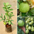 Guava / Perakka (Lucknow 49) layered live fruit plant in nursery pot with healthy green foliage | Exotic tropical fruit plant | Keraleaf