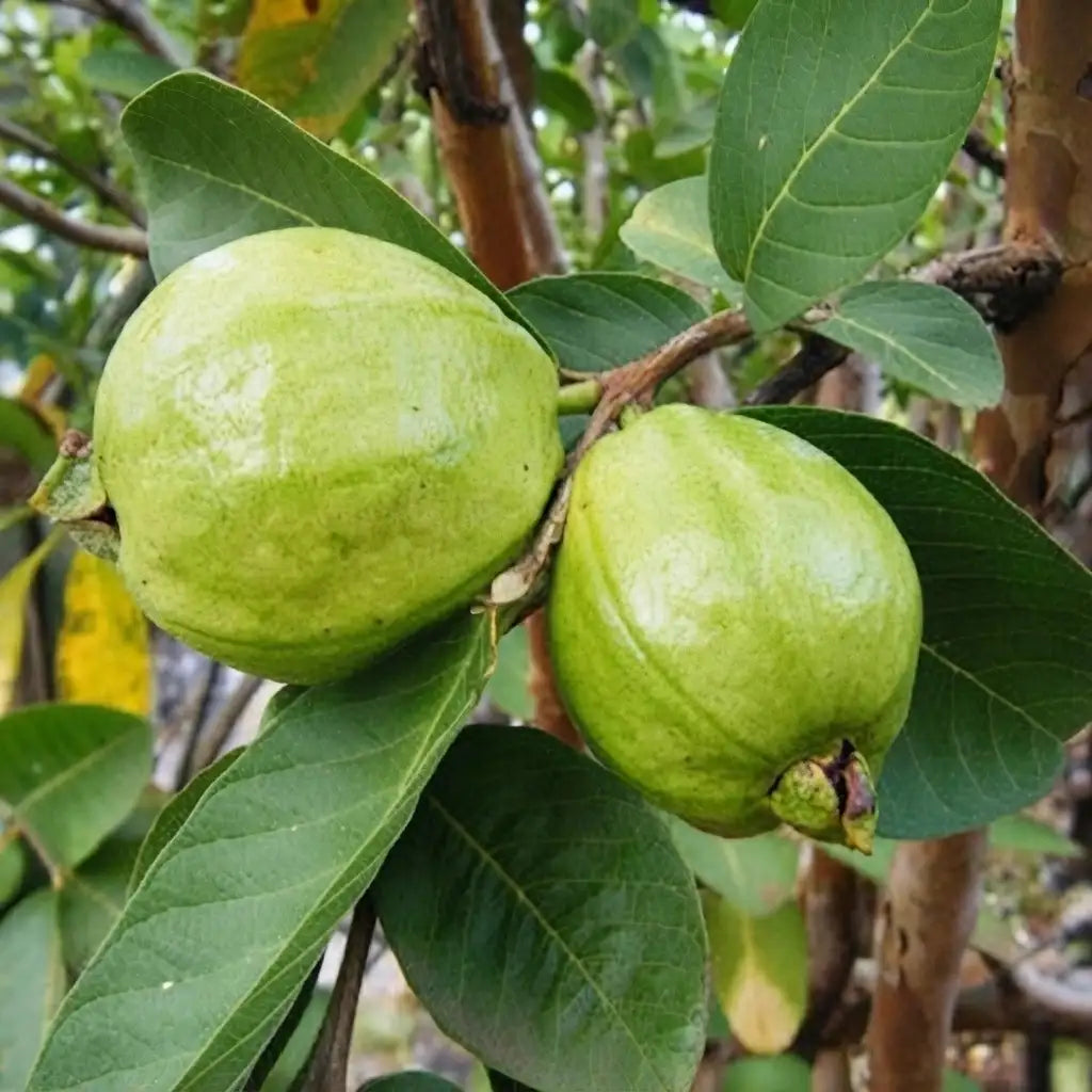 Guava / Perakka (Lucknow 49) layered live fruit plant in nursery pot with healthy green foliage | Exotic tropical fruit plant | Keraleaf