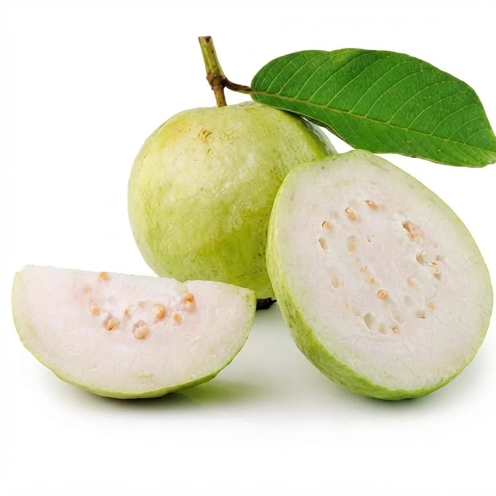 Guava / Perakka (Lucknow 49) layered live fruit plant in nursery pot with healthy green foliage | Exotic tropical fruit plant | Keraleaf