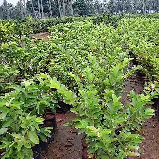 Guava / Perakka (Kiran) layered live fruit plant in nursery pot with healthy green foliage | Exotic tropical fruit plant | Keraleaf