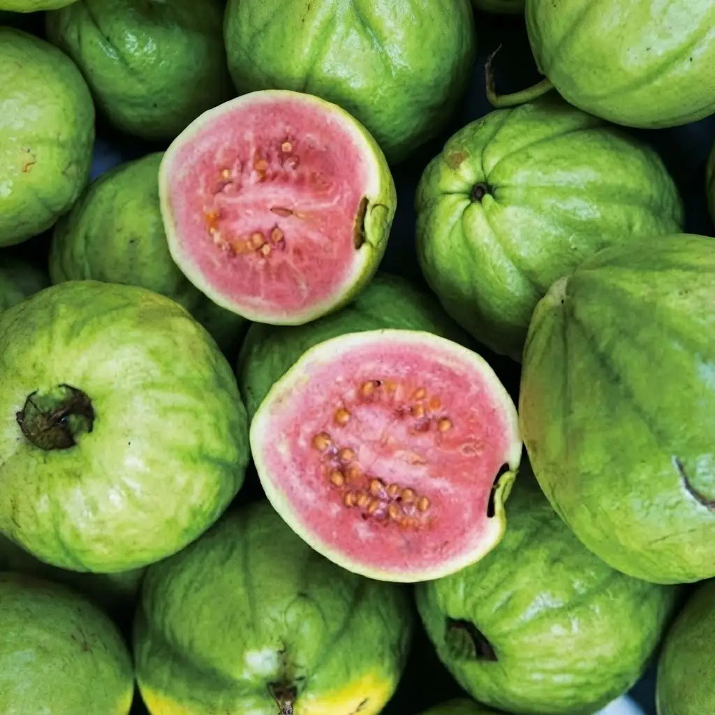 Guava / Perakka (Kiran) layered live fruit plant in nursery pot with healthy green foliage | Exotic tropical fruit plant | Keraleaf