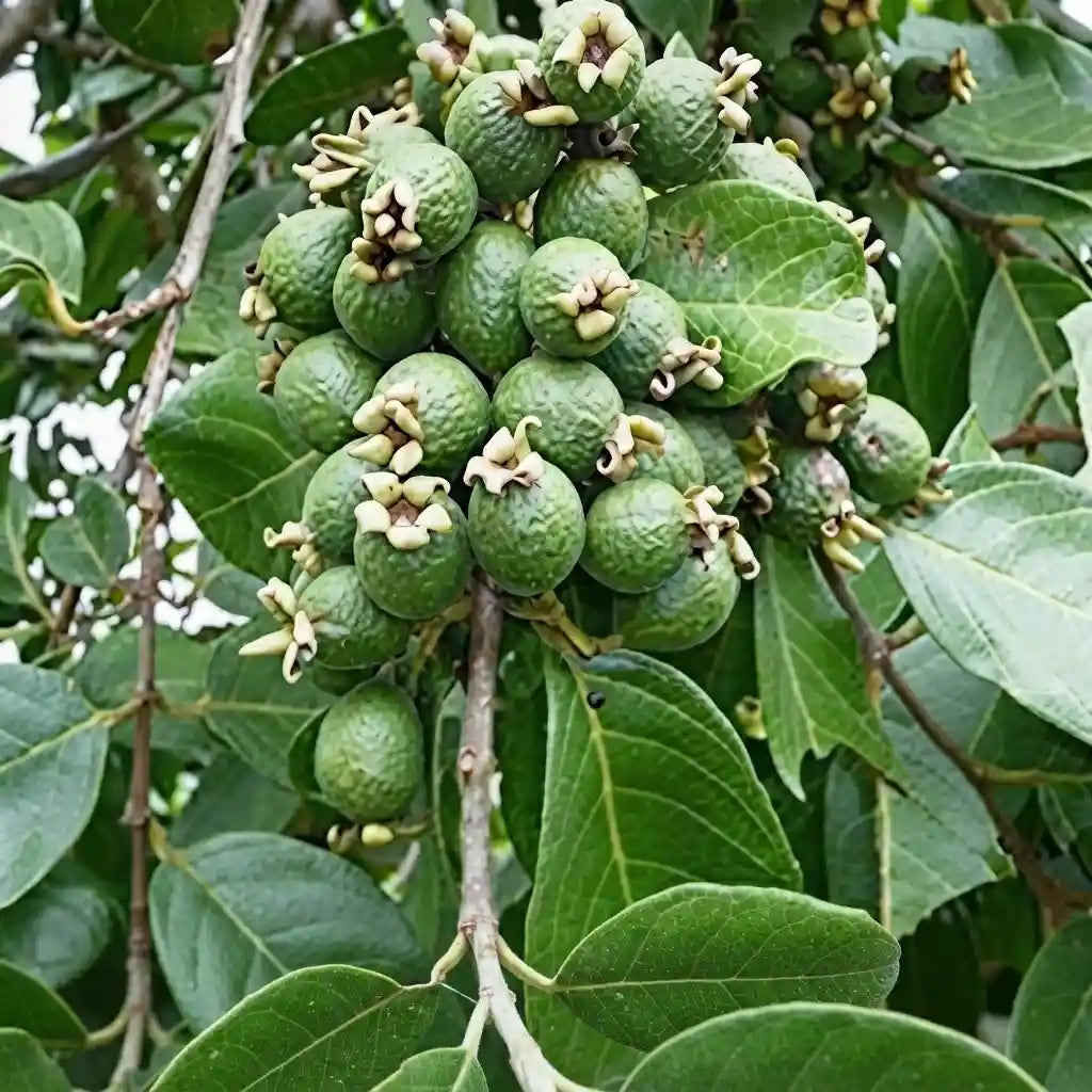 Guava / Perakka (Kiran) layered live fruit plant in nursery pot with healthy green foliage | Exotic tropical fruit plant | Keraleaf