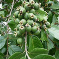 Guava / Perakka (Kiran) layered live fruit plant in nursery pot with healthy green foliage | Exotic tropical fruit plant | Keraleaf