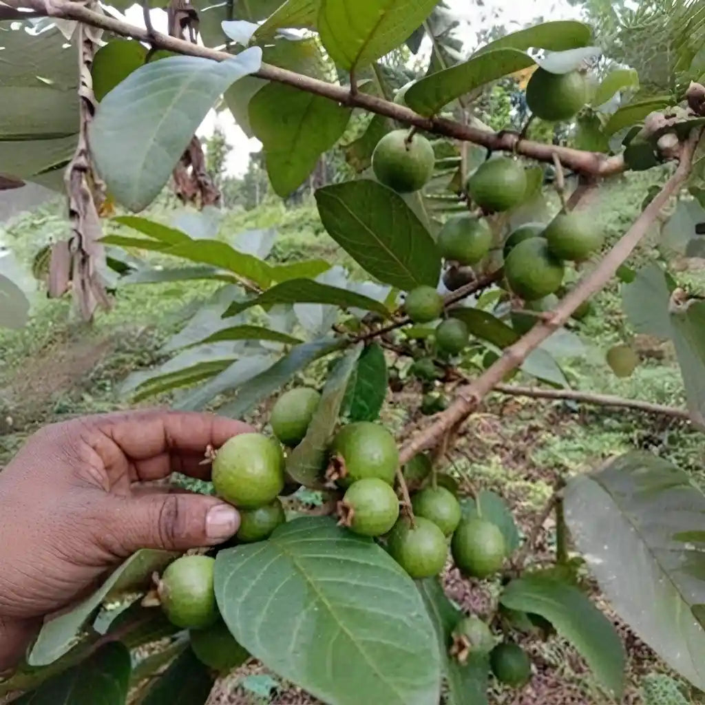 Guava / Perakka (Grape) layered live fruit plant in nursery pot with healthy green foliage | Exotic tropical fruit plant | Keraleaf