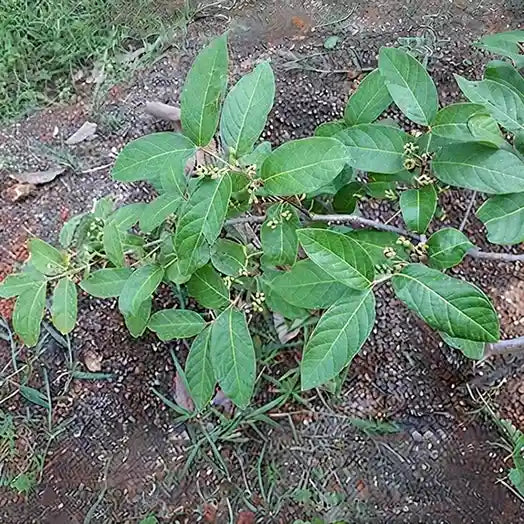 Guava / Perakka (Grape) layered live fruit plant in nursery pot with healthy green foliage | Exotic tropical fruit plant | Keraleaf