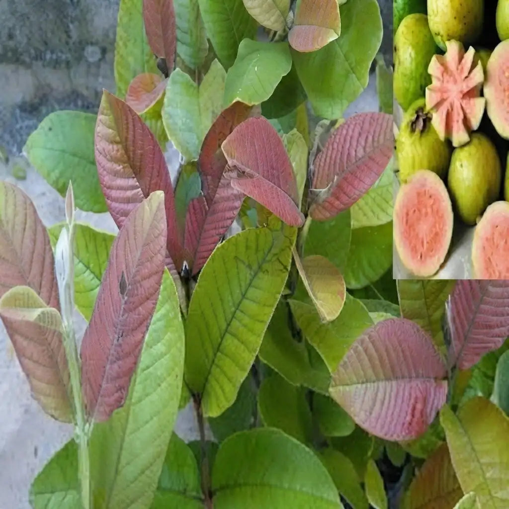 Guava / Perakka (Grape) layered live fruit plant in nursery pot with healthy green foliage | Exotic tropical fruit plant | Keraleaf