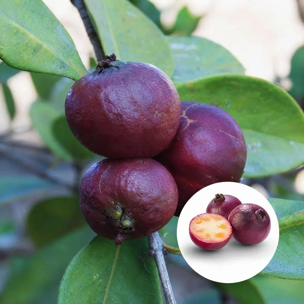 Guava / Perakka (Chinese Violet) layered live fruit plant in nursery pot with healthy green foliage | Exotic tropical fruit plant | Keraleaf