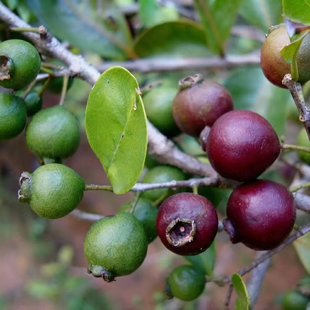 Guava / Perakka (Chinese Violet) layered live fruit plant in nursery pot with healthy green foliage | Exotic tropical fruit plant | Keraleaf