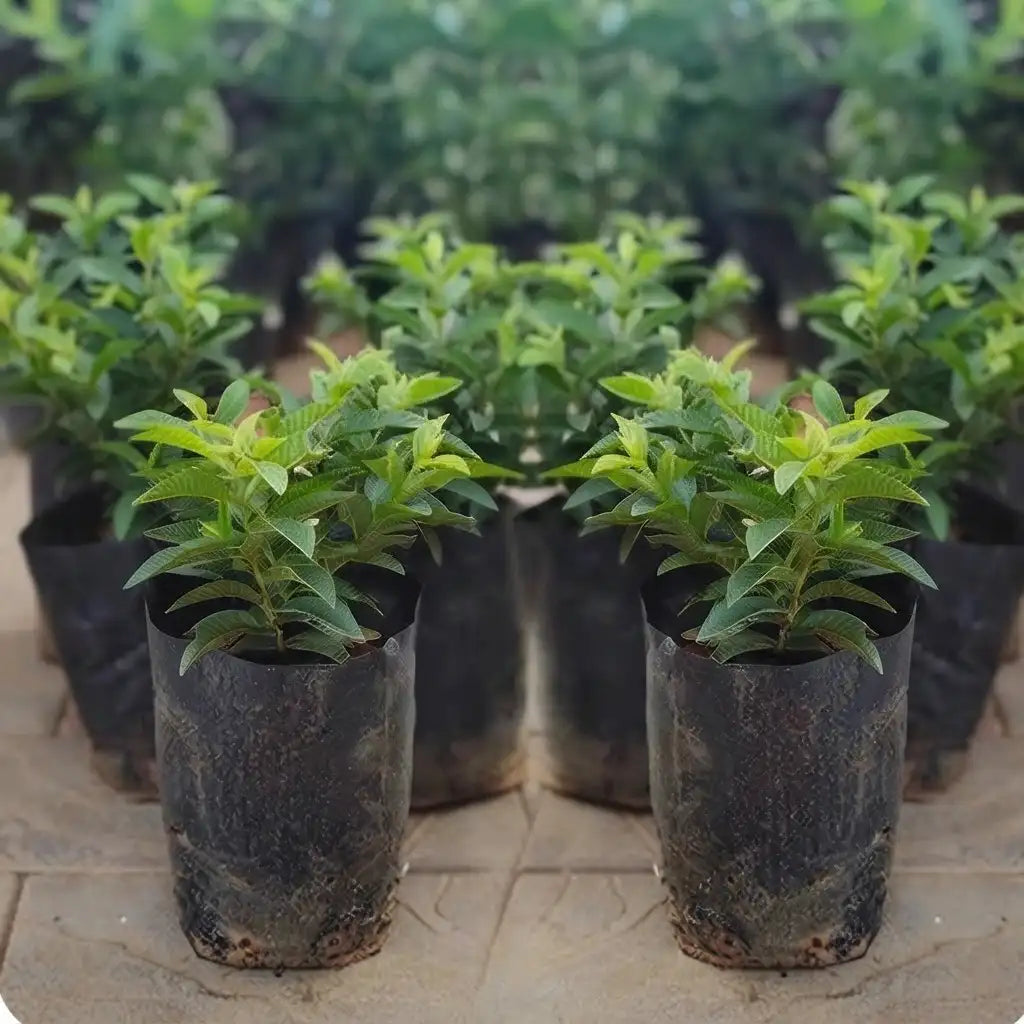 Guava / Perakka (Chinese Violet) layered live fruit plant in nursery pot with healthy green foliage | Exotic tropical fruit plant | Keraleaf