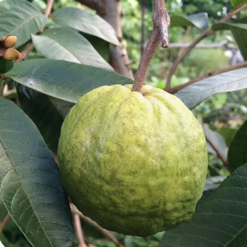 Guava / Perakka (1 Kg White Inside) layered live fruit plant in nursery pot with healthy green foliage | Exotic tropical fruit plant | Keraleaf