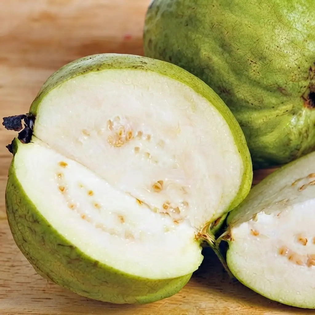 Guava / Perakka (1 Kg White Inside) layered live fruit plant in nursery pot with healthy green foliage | Exotic tropical fruit plant | Keraleaf