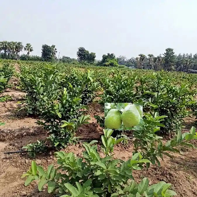 Guava / Perakka (1 Kg White Inside) layered live fruit plant in nursery pot with healthy green foliage | Exotic tropical fruit plant | Keraleaf