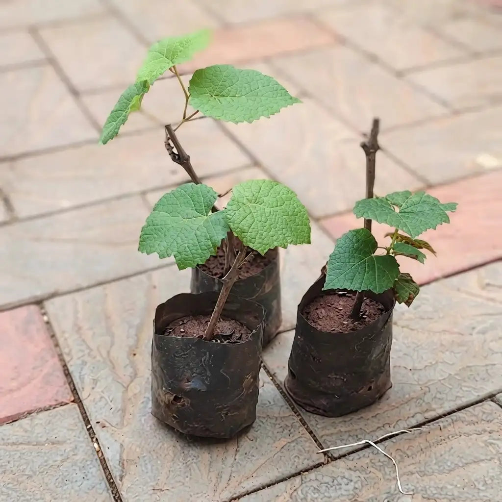 Grape / Munthiri layered live fruit plant in nursery pot with healthy green foliage | Exotic tropical fruit plant | Keraleaf
