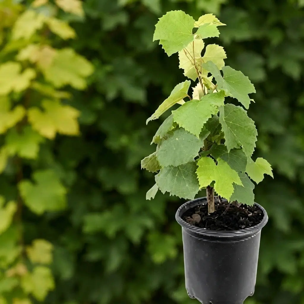 Grape / Munthiri (Green) layered live fruit plant in nursery pot with healthy green foliage | Exotic tropical fruit plant | Keraleaf