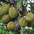 Durian seedling live fruit plant in nursery pot with healthy green foliage | Exotic tropical fruit plant | Keraleaf