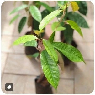 Durian seedling live fruit plant in nursery pot with healthy green foliage | Exotic tropical fruit plant | Keraleaf